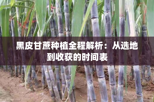 黑皮甘蔗種植全程解析:從選地到收獲的時間表 黑皮甘蔗種植全程解析:從選地到收獲的時間表