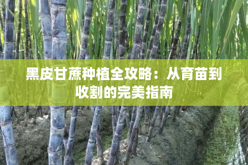 黑皮甘蔗種植全攻略:從育苗到收割的完美指南 黑皮甘蔗種植全攻略:從育苗到收割的完美指南