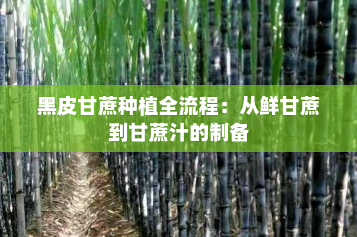 黑皮甘蔗種植全流程：從鮮甘蔗到甘蔗汁的制備