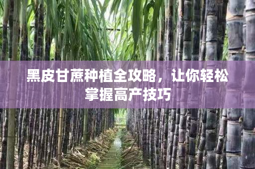 黑皮甘蔗種植全攻略,讓你輕松掌握高產技巧 黑皮甘蔗種植全攻略,讓你輕松掌握高產技巧