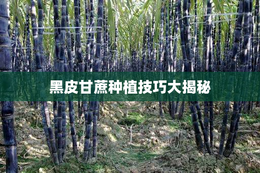 黑皮甘蔗種植技巧大揭秘 黑皮甘蔗種植技巧大揭秘