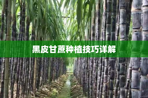 黑皮甘蔗種植技巧詳解 黑皮甘蔗種植技巧詳解