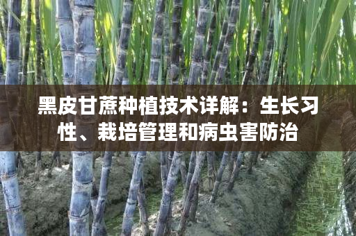 黑皮甘蔗種植技術詳解:生長習性、栽培管理和病蟲害防治 黑皮甘蔗種植技術詳解:生長習性、栽培管理和病蟲害防治