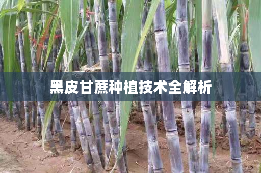 黑皮甘蔗種植技術(shù)全解析 黑皮甘蔗種植技術(shù)全解析