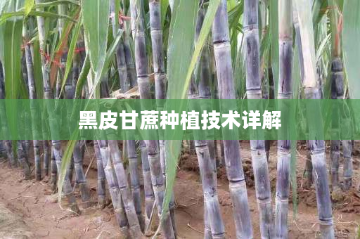 黑皮甘蔗種植技術詳解 黑皮甘蔗種植技術詳解