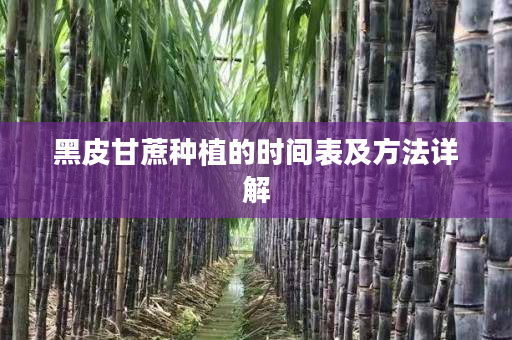 黑皮甘蔗種植的時間表及方法詳解 黑皮甘蔗種植的時間表及方法詳解