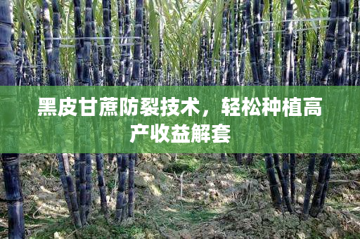 黑皮甘蔗防裂技術(shù),輕松種植高產(chǎn)收益解套 黑皮甘蔗防裂技術(shù),輕松種植高產(chǎn)收益解套
