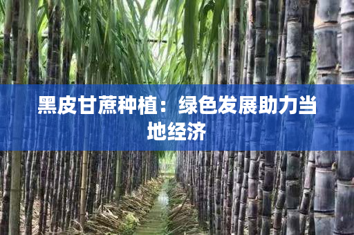 黑皮甘蔗種植：綠色發(fā)展助力當(dāng)?shù)亟?jīng)濟(jì)