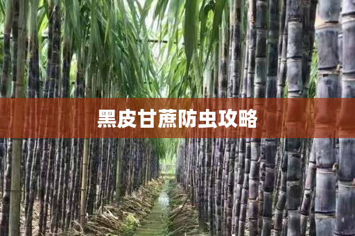 黑皮甘蔗防蟲攻略