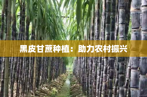 黑皮甘蔗種植:助力農村振興 黑皮甘蔗種植:助力農村振興