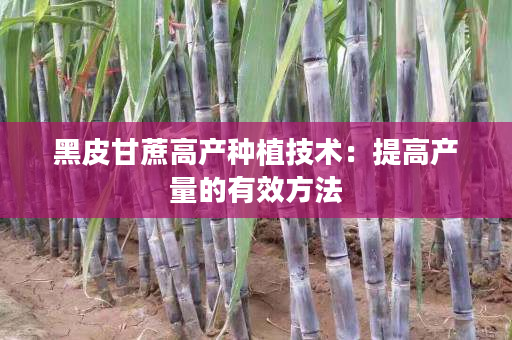 黑皮甘蔗高產種植技術:提高產量的有效方法 黑皮甘蔗高產種植技術:提高產量的有效方法