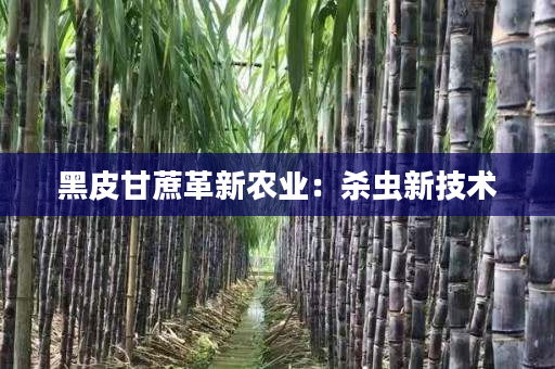 黑皮甘蔗革新農(nóng)業(yè):殺蟲(chóng)新技術(shù) 黑皮甘蔗革新農(nóng)業(yè):殺蟲(chóng)新技術(shù)