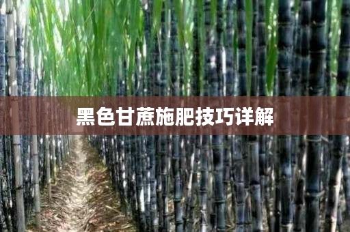 黑色甘蔗施肥技巧詳解