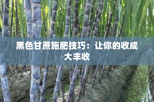 黑色甘蔗施肥技巧：讓你的收成大豐收